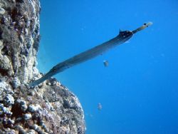 Trumpetfish posing for the camera. Taken on Maui, Hawaii. by Lisa Lappe 